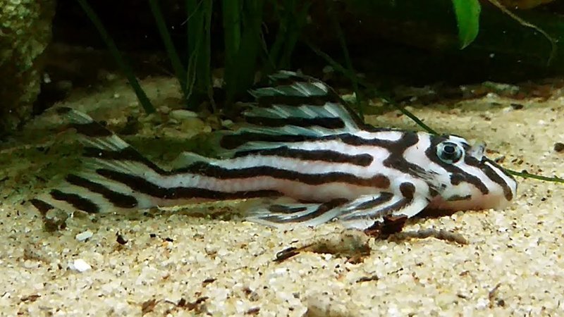 Hypancistrus zebra