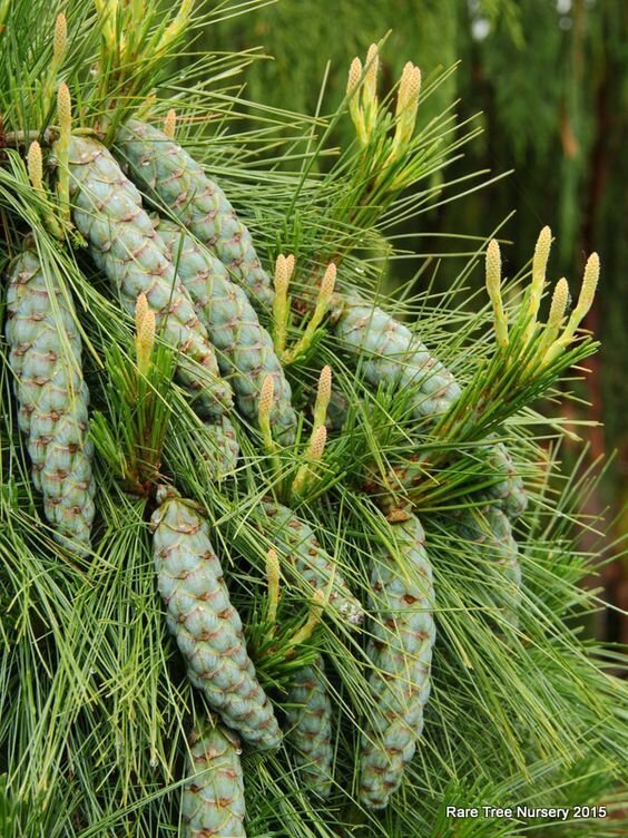 Pinus Schwerinii Pinus Schwerinii