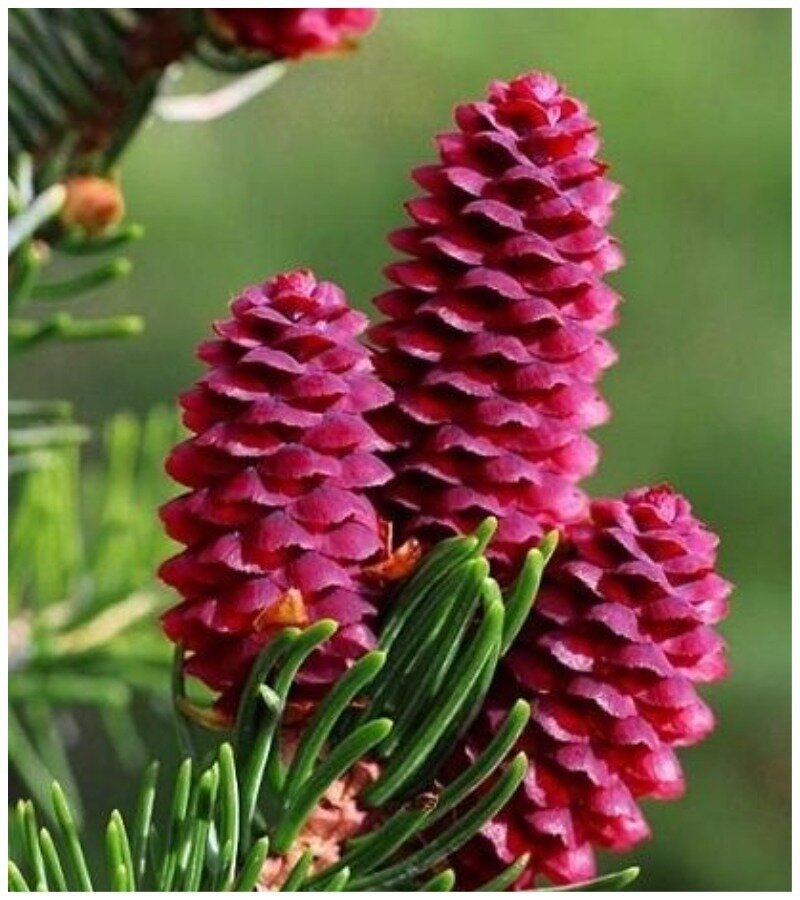Abies Religiosa Abies Religiosa
