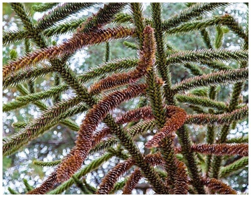 Araucaria Heterophylla Araucaria Heterophylla