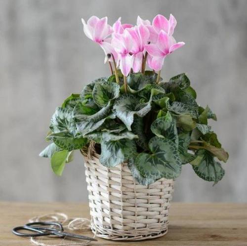 Цветок семейное счастье название. 10 комнатных растений, притягивающих любовь и благополучие в семье