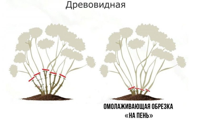 Обрезка древовидной гортензии Обрезка древовидной гортензии