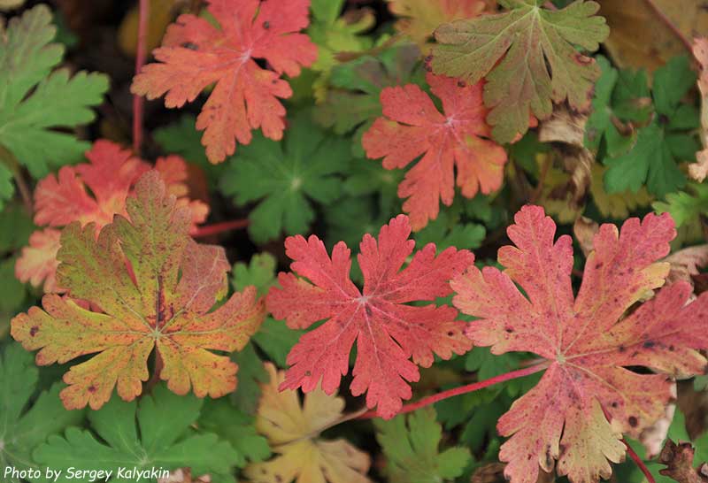 Geranium macrorrhizum Spessart (10).JPG