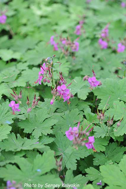 Geranium macrorrhisum Czakor (1).JPG