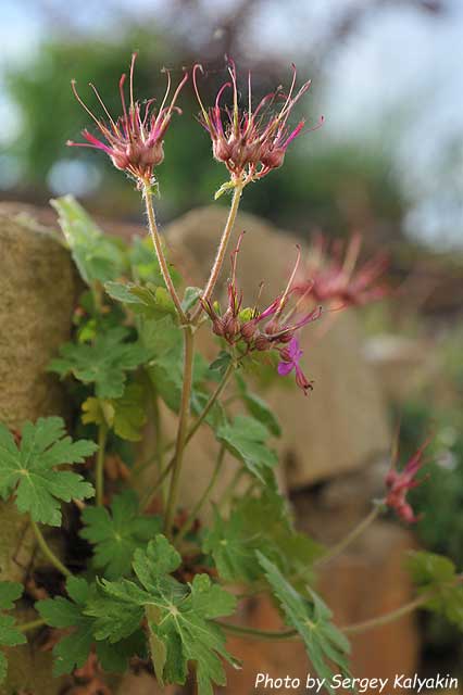 Geranium macrorrhizum.JPG