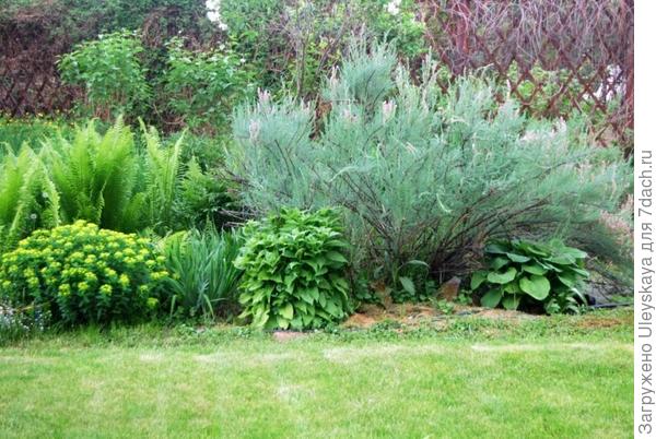 Мирикария лисохвостниковая в растительной композиции. Фото с сайта greenliness.ru