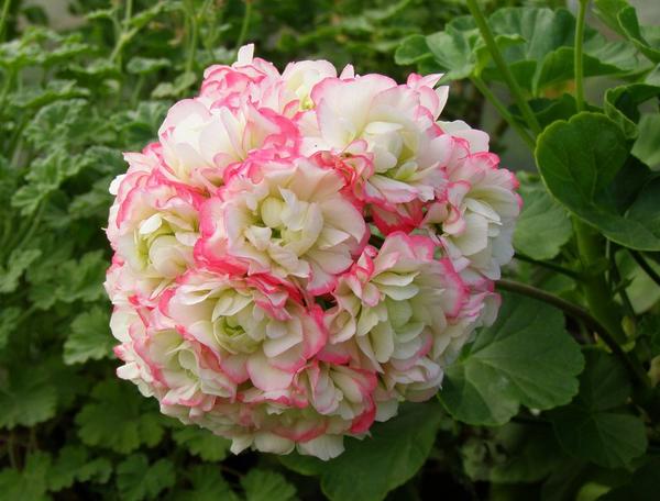 Пеларгония плющелистная Apple Blossom Rosebud. Фото с сайта pelargosha.ru