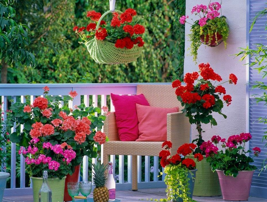 Красивые цвета герани на балконе