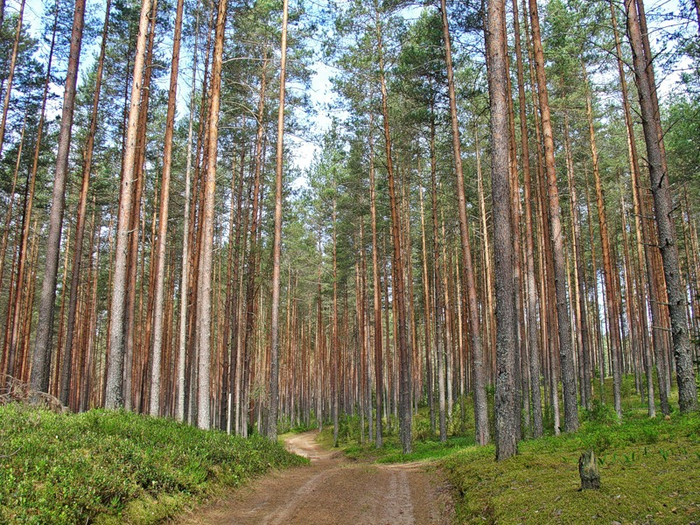 стоимость калиброванного бревна за куб