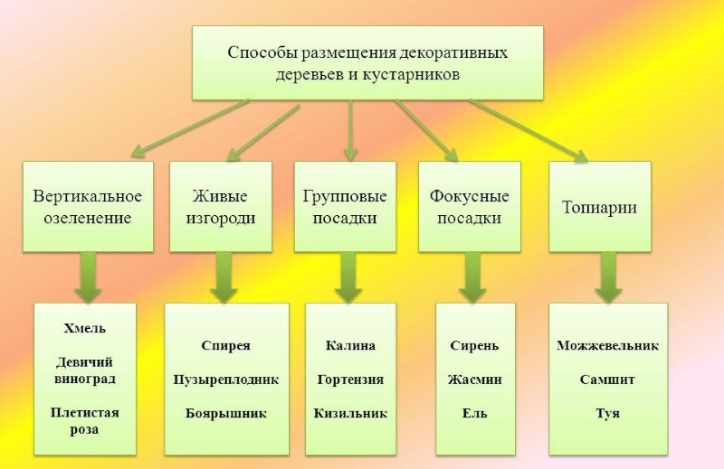 Некоторые декоративные кустарники и деревья для различного типа озеленения Некоторые декоративные кустарники и деревья для различного типа озеленения