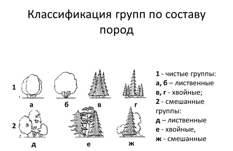 Классификация кустарников по составу пород