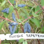Плоды жимолости Фото 59: Жимолость "Голубое веретено"