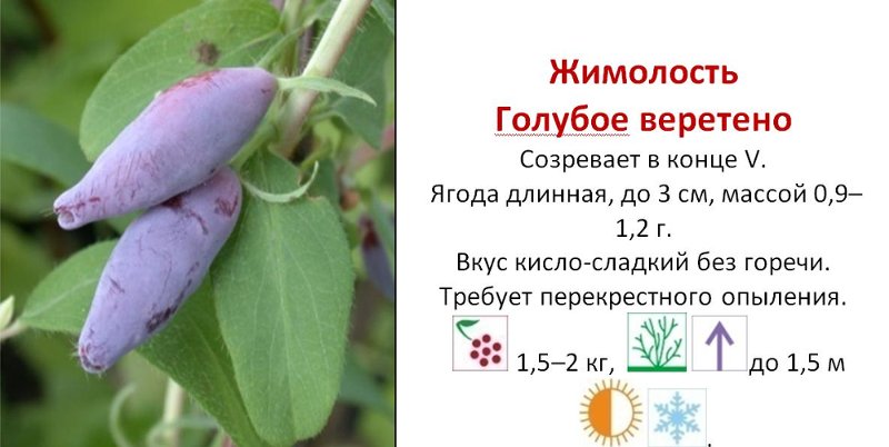 Плоды жимолости Характеристики жимолости "Голубое веретено"