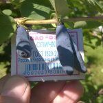 Плоды жимолости Фото 60: Размер ягод жимолости "Голубое веретено"