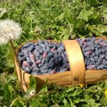 Обрезка куста жимолости Фото 87: Сбор жимолости