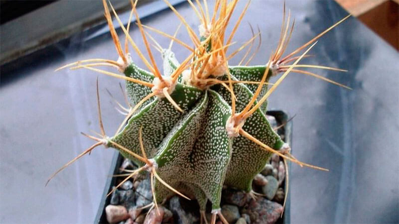 Астрофитум козерогий (Astrophytum capricorne)