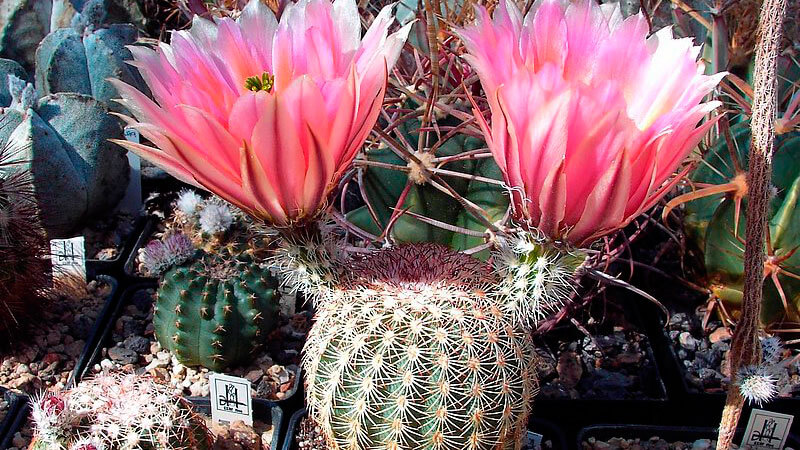 Эхиноцереус гребенчатый (Echinocereus pectinatus)