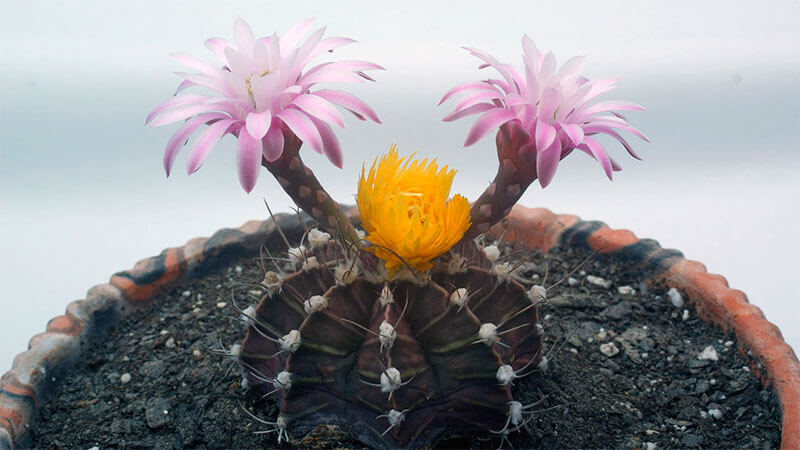 Гимнокалициум Михановича (Gymnocalycium mihanovichii friedrichii) 