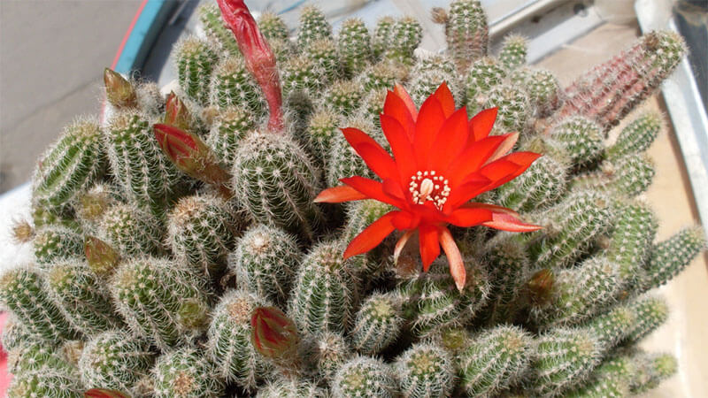 Хамецереус Сильвестри (Chamaecereus silvestrii)