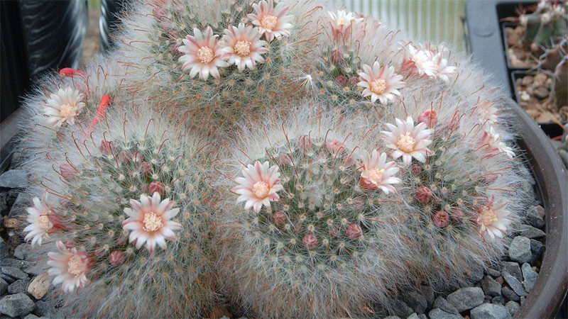 Маммиллярия бокасская (Mammillaria bocasana)