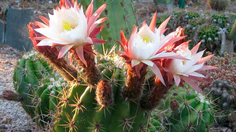 Трихоцереус белеющий (Trichocereus candicans)