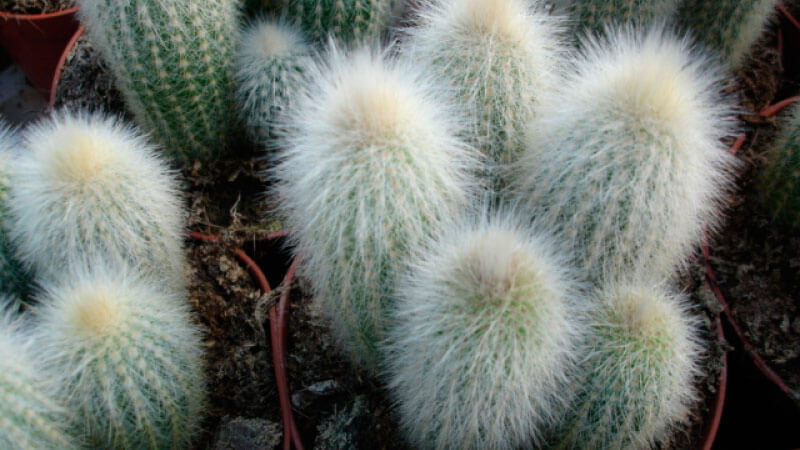 Клейстокактус Штрауса (Cleistocactus straussii)