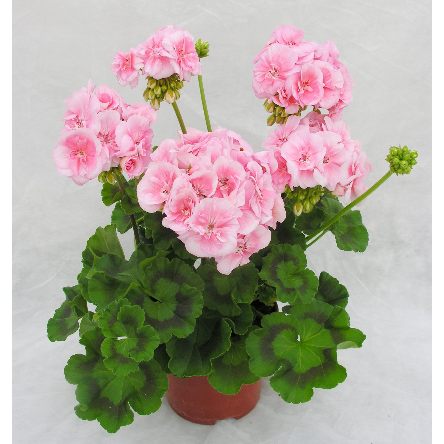 pelargoniya_kolorama_1551458810_5c7961fad404a.jpg