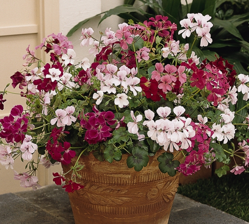 pelargoniya_letnij_dozhd_1551459180_5c79636ca1b31.jpg