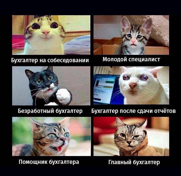 Прикольные картинки про бухгалтеров скачать