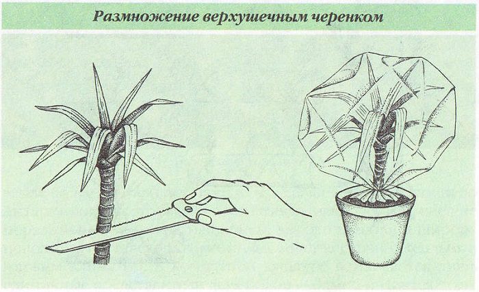 Первый способ размножения – черенкование верхушки