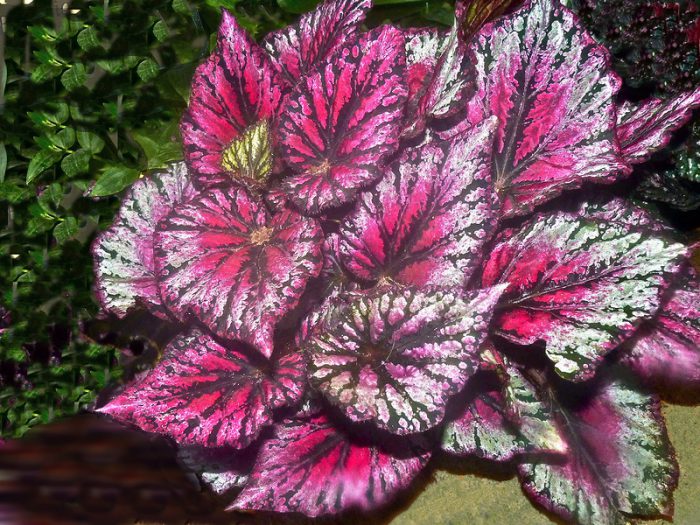 Бегония королевская (Begonia rex)