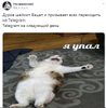Мем о Николае Дурове и котах