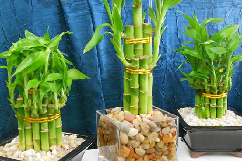Комнатный бамбук - фото
