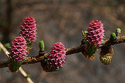 Larix-decidua 0043 S.jpg