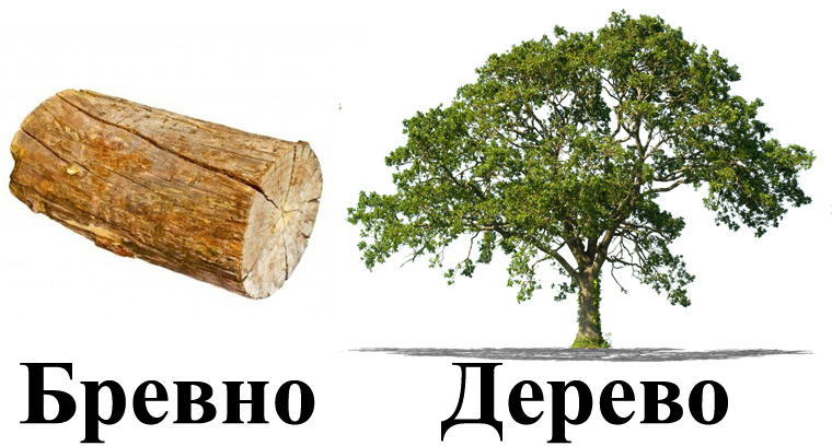 чем отличается дерево от бревна