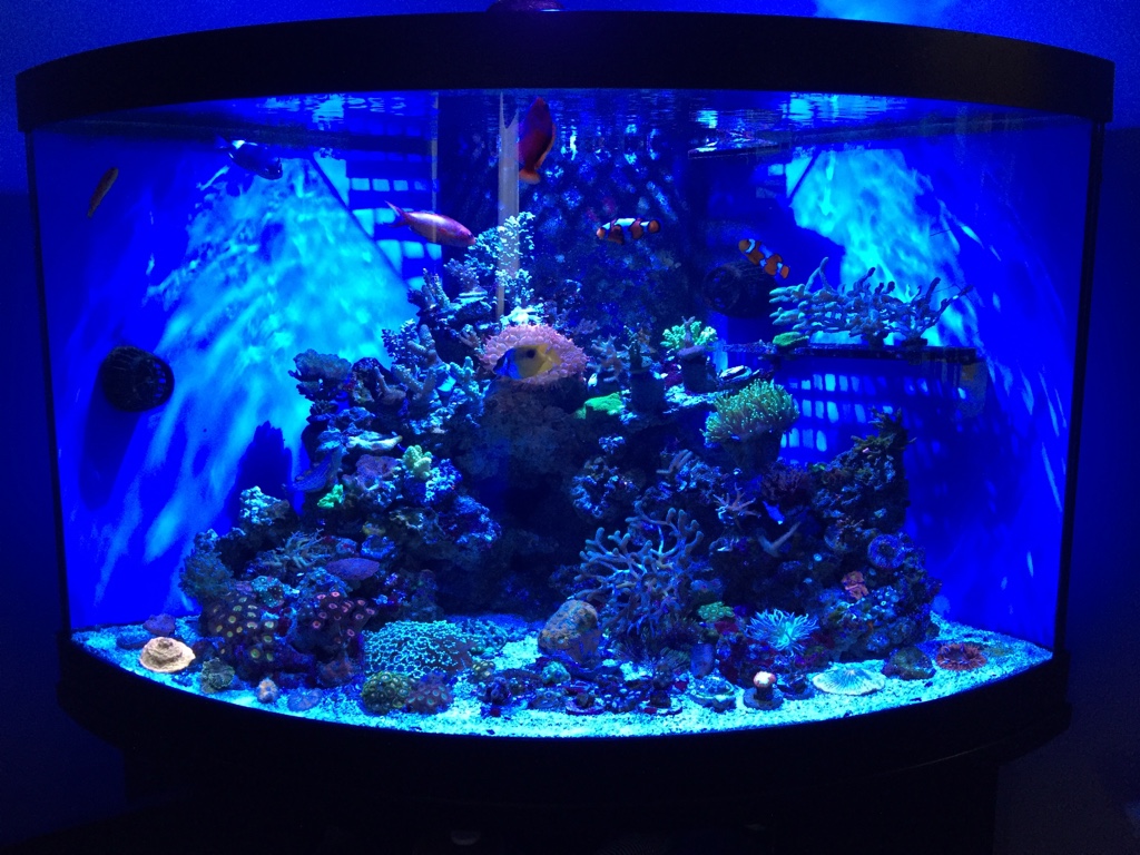 угловой аквариум с подсветкой